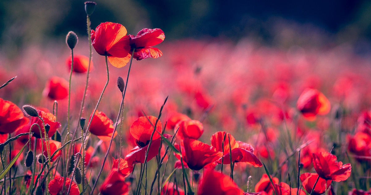 Graines Coquelicot Simple Rouge Vilmorin - Fleurs élégantes Pour Massifs