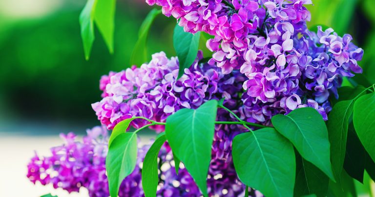 63 ans de mariage : les noces de Lilas - Idées de textes et de petits mots